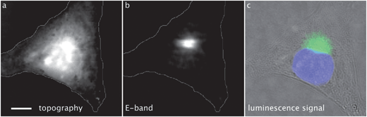 MCF-7 breast cancer cell incubated with 1 (25 μM, 1 h), fixed and air-dried. Scale bar: 10 μm. AFMIR imaging (Section 3.9): (a) topography of the cell recorded with the AFM (maximum of altitude 2.2 μm; cell outline drawn in gray), (b) AFMIR mapping of the E-band of 1 (laser tuned at 1920 cm−1); fluorescence imaging (Section 3.6): (c) bright field image merged with nucleus staining (DAPI, blue) and luminescence signal of 1 (green).