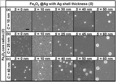 FESEM images of Fe3O4@Ag nanoparticles with different Fe3O4 core radii (C) and Ag shell thicknesses (S). (a) Raw 10 nm Fe3O4 nanoparticles and Fe3O4@Ag with Ag thicknesses of 10, 30, 40 and 50 nm. (b) Raw 25 nm Fe3O4 nanoparticles and Fe3O4@Ag with Ag thicknesses of 10, 25, 45 and 60 nm. (c) Raw 40 nm Fe3O4 nanoparticles and Fe3O4@Ag with Ag thicknesses of 10, 40, 50 and 60 nm. The scale bar indicates a length of 200 nm and is shared by all figures.
