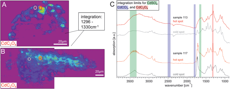 Chemical images (rainbow scale: purple/low – red/high concentration) generated from integrating from 1296–1330 cm−1 show the distribution of cadmium oxalate in (A) S113 and (B) S117, the white scale bar is 20 μm. In both integration images two ROIs are marked, indicating a location of high and low absorbance in that spectral region. The graph in panel (C) shows the spectra of these hot spots and cold spots of S113 (red and grey) and S117 (orange and darker grey). It is clearly visible that the cadmium oxalate has a higher distribution towards the surface of the paint chips.