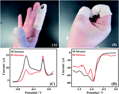 Effect of mechanical stress applied to the Forensic Finger. (A) Opening and (B) closing of a fist, while wearing the finger cot electrode. (C) SWSV scans of GSR sampled from a GSR-rich surface subsequent to 10 (black) and 50 (red) applications of mechanical stress to the electrode. (D) SWV scans of a DNT sample subsequent to 10 (black) and 50 (red) applications of mechanical stress.