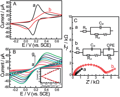 (A) Cyclic voltammograms for different electrodes and (B) CVs of the gold electrode modified with a self-assembled monolayer of compound 1 in PBS (pH = 8.0) containing 5 mM Fe(CN)63−/4− (1 : 1) with 0.1 M KNO3 at the scan rate (from a to g): 10, 30, 50, 70, 100, 150, 200 mV s−1. The inset shows the linear relationship between the peak current and the square root of scan rate. (C) Nyquist plots and equivalent circuit models for different electrodes in 0.2 M PBS (pH = 8.0) containing 5 mM Fe(CN)63−/4− (1 : 1) with 0.1 M KNO3. (a) Bare Au electrode, (b) boronic acid compound modified Au electrode. Scan rate: 100 mV s−1.