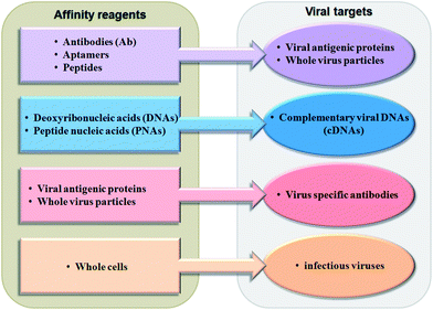 List of affinity reagents with their corresponding viral targets.
