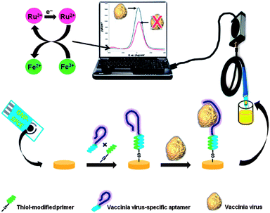 Schematic diagram of the electrochemical detection protocol adopted in this study. A thiolated DNA primer is hybridised with a complementary end of a vaccinia virus (VACV)-specific aptamer and the hybrid was self-assembled onto a gold nanoparticle-modified screen-printed carbon electrode (GNP-SPCE). Binding of the virus to the immobilised aptamer causes an increase in the redox current, measured via square wave voltammetry. Reproduced from ref. 67.