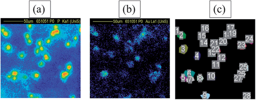 Elemental PIXE maps of cells incubated with GNPs (50 nm + TAT) in a 0.04 mm2 scanned region. (a) Phosphorus signal from cells (b) corresponding gold signal from the same cells (c) “Masks” were created over the cells so that individual spectra could be reconstructed off-line for each cell (in most cases only the mask labels can be seen in (c)). In this particular region, there were 28 cells, giving 28 individual EBS spectra for analysis.