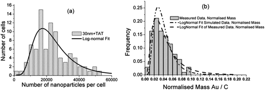 (a) Histogram of the number of 30 nm + TAT gold nanoparticles per cell. There is considerable variation from cell to cell with a mode of about 20 000 per cell. The data are fitted with a log-normal distribution. (b) Data of (a) replotted as normalised mass: the ratio of the mass of gold in the cell and its size (as the mass of carbon). This also follows a log-normal distribution showing that cells of the same size can have large differences in GNP uptake rate. Simulated distributions are also log-normal with parameters in agreement from the measured data (see text: details of all fits are shown in Table S3).