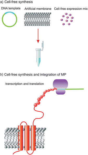Schematic representation of CF expression and integration of a MP in an artificial membrane platform: (a) CF expression reaction mix, containing CF mixture, DNA of target protein (hERG) and artificial membrane platform; and (b) MP expressed and inserted in biomimetic membrane platform.