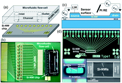 Integrated microfluidic biosensor cartridge consisting of a Si-NW biosensor chip integrated with a microfluidic flow-cell. (a) Schematic of a Si-NW sensor chip and a PDMS microfluidic flow-cell. (b) Optical microscopy image of the implemented integrated microfluidic biosensor cartridge with the Si-NW biosensor chip attached and wire bonded to a custom circuit board, and a bonded microfluidic flow-cell. (c) Length cross-section schematic of a Si-NW biosensor with back-gate Vbg, front-gate Vfg, and drain–source vds bias voltages. Liquid gating of the Si-NW is controlled with a Pt reference electrode (RE) connected to Vfg. A lock-in amplifier (LIA) measures the sensor current. (d) Microscopy images of fabricated Si-NWs. Upper: Si-NW sensor chip (1 cm × 2 cm). Lower left: Si-NW sensor encapsulated with a PI layer and patterned sensing window. Lower right: high-resolution SEM image of a 2-wire Si-NW sensor.