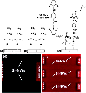 PNA attachment to the Si-NW gate-oxide surface. (a–c) PNA attachment scheme. (d) Negative control incubated with a PNA-Cy5 conjugate. A single Si-NW sensor pair is shown. (e) Positive control incubated with PNA-Cy5. Three Si-NW sensor pairs are shown.