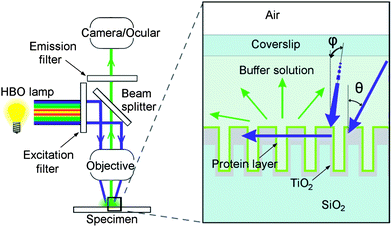 Schematic presentation of the present study. On the left, a fluorescence microscope is presented. With changeable filter sets, the light from the arc-discharge mercury lamp (HBO) can be filtered. Both excitation and emission bands travel through focusing optics. On the right, two blue arrows represent the incoming light with two variable conical angles θ and φ (the latter one incomes from behind the image plane and hence parallel to grating lines), while the horizontal blue arrow represents the light in-coupled to the grating structure (cross-section). While travelling inside the grating it excites fluorescent proteins (protein layer on the top of the structure) which then emit green light (green arrows).