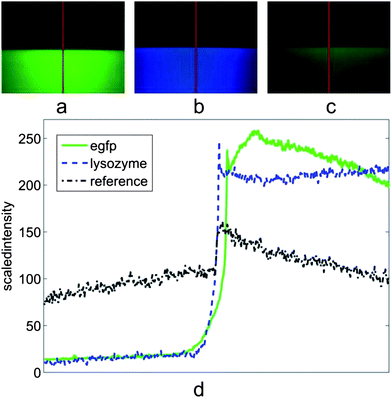 Actual fluorescence microscope images and local emission intensities. (a) Surface with bound EGFP protein layer, lower part with RWG structure and upper without RWG. (RWG with 250 nm period, filters: band-pass 450–490 nm for excitation, high-pass 515 nm for the emission and 510 nm beam splitter i.e. filter set 09 from Zeiss.) (b) Similar to (a) but the surface is covered with a lysozyme protein layer. (RWG with 200 nm period, filters: 365/12 nm excitation band, 397 nm long pass for the emission and 395 nm beam splitter, filter set 01, Zeiss.) (c) Control structure with the same topography as in (a) but with no optical functionality (lower part) and the surface without any structure (upper part). (d) The scaled intensity of sections (red lines) in (a)–(c). (a–c) 40× objective with 0.75 numeric aperture (NA).