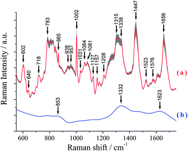 Mean Raman spectrum ± SD for the non-treated C666 cells (curve a) and the Raman spectrum of the 5 μg mL−1 cisplatin (curve b).