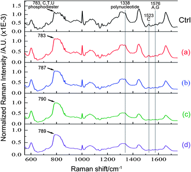 Mean Raman spectra of C666 cells treated without cisplatin (Ctrl) and incubated with different concentrations of cisplatin ((a) 0.5 μg mL−1, (b) 1 μg mL−1, (c) 5 μg mL−1 and (d) 10 μg mL−1) for 24 h.
