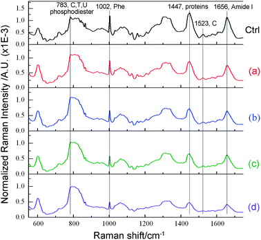 Mean Raman spectra of C666 cells treated without cisplatin (Control) and incubated with 5 μg mL−1 cisplatin at different times: (a) 6 h, (b) 12 h, (c) 18 h, and (d) 24 h.