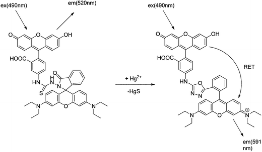 Proposed mechanism of Hg2+-induced ring opening and cyclization of the RB6 and RET-based detection mechanism of Hg2+.