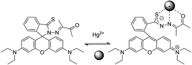 Proposed binding mode of RB12 with Hg2+.