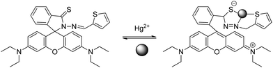 Proposed binding mode of RB13 with Hg2+.