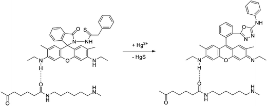 Proposed mechanism of Hg2+-induced ring opening and cyclization of RG4 retained in nylon membranes.