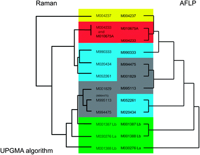 Comparison of topologies of dendrograms for Legionella calculated with Raman spectroscopy versus AFLP. Colored areas mark clusters of related L. pneumophila strains in the Raman spectra and non-pneumophila Legionella species. Most strains clustered in a corresponding fashion for Raman and AFLP data.