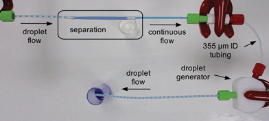Photograph showing phase separation followed by regeneration of segmented flow. A 1 : 1 segmented flow of water (dyed blue for clarity) and PFPE is injected into the separator, and a continuous stream of water emerges at the separator outlet. New PFPE from a syringe pump and the eluting water from the separator are injected at equal rates into the two inlets of a second droplet generator to regenerate the droplet flow. See also ESI Video 1.