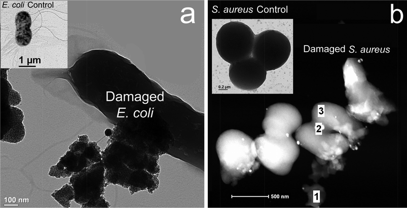 TEM (a) and STEM (b) images of the damaged bacteria interacted with the nanoparticles which are situated on the bacteria surface and remained chemically reactive, resulting in the weakened membrane, a: the E. coli imaging indicated several large agglomerates attached the membrane normal; and b: the S. aureus imaging, indicated a few small nanoparticles (white dots) attached on the membrane surface, with varying degrees of damage (main panel, regions 1, 2 and 3). The TEM images demonstrated that the E. coli (left insert) and S. aureus (right insert) control cells were kept intact. It should be noted that bare TiO2 alone without ultraviolet (UV) irradiation proved ineffective28 compared to Ag–TiO2 under visible light conditions.