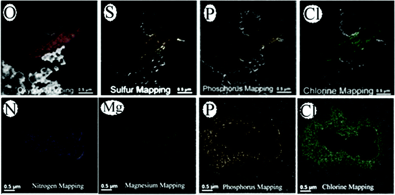 EELS mapping demonstrates changes in the elemental composition after membrane weakening, followed by elemental leakage for E. coli (top) and S. aureus (bottom). These maps also yield information on the role of Ag–TiO2 as an antimicrobial agent. Note: see Table 1 for a rationale on why selected elements (O, S, P, Cl, N and Mg) were used for the demonstration. A color scheme for the atoms and amino acids was developed by Corey and Pauling and was later improved by Koltun and widely used by molecular rendering tools such as Rasmol. A color scheme is applied to the EELS maps based upon the color table at http://www.stanford.edu/group/pandegroup/folding/education/cpk.html.