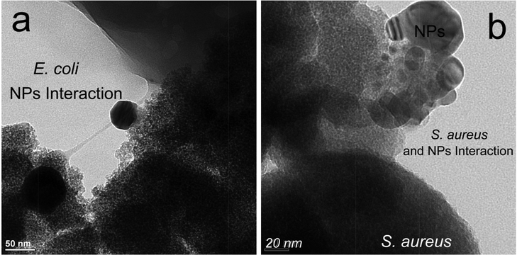 (a) HR TEM of region of interaction between Escherichia coli and 5% Ag/TiO2, showing cytoplasmic membrane peeling (light to dark gray zone); (b) Similar view for Staphylococcus aureus, also showing peeling (light grey regions). It should be noted that bare TiO2 alone without UV irradiation proved to be ineffective28 when compared with Ag–TiO2 under visible light conditions.