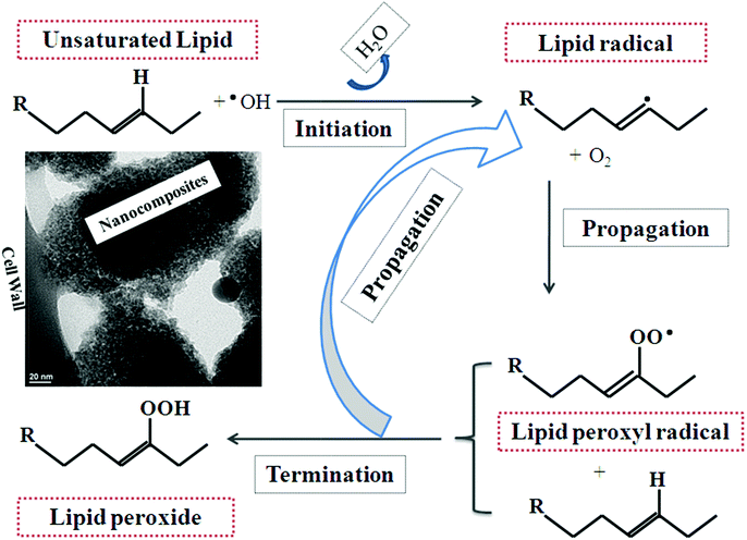 Possible mechanism of lipid peroxidation of the microbe cell wall, leading to cell wall weakening, lysis and inactivation by metal oxide nanoparticle disinfectants.