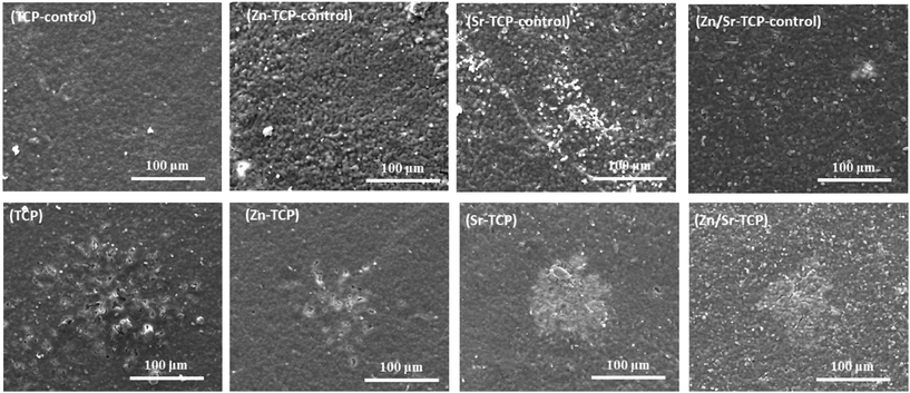 Surface morphology of doped and undoped TCP samples after culturing with RAW 264.7 cells at day 14. Round impressions of osteoclast-like-cells were visible on the sample surfaces.