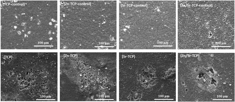 Surface morphology of doped and undoped TCP samples after culturing with RAW 264.7 cells at day 21. Prominent resorption lacunae were noticed on Sr–TCP and Zn/Sr–TCP samples.