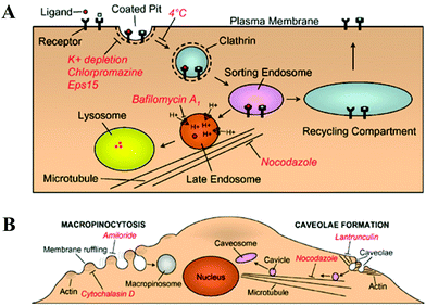 (A) Schematic of clathrin-mediated endocytosis, where internalized ligands are delivered either through a degradative pathway (leading to lysosomes) or a recycling pathway (leading to recycling back to the cell surface). (B) Schematic of macropinocytosis and caveolae-mediated endocytosis, where red italics delineate the inhibitors for indicated functions. (Reprinted from ref. 179 with Nature permission).