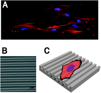 Cellular response to (nano-)grooved surfaces. (A) When cultured on nano-grooved surfaces cells feature elongated spindle-like morphologies. (B) SEM obtained image of a 500 nm pitch grooved polystyrene surface. (C) The cellular elongation occurs parallel to the groove direction.