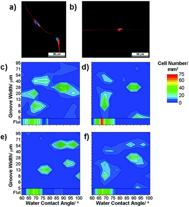 Fluorescence images of radial glia on (a) flat and (b) ppAAm grooved substrates (red – 3CB2 cytoskeletal marker for radial glia, green – nestin and auto-fluorescence from the PMMA substrate, blue – DAPI nuclei stain). (c–f) Heat plots of radial glia cell numbers cultured for 3 days; ‘hotter’ colours denote higher cell numbers. Note that (c–e) are individual repeats, shown as a mean average in (f).