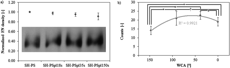(a) Western blot band of fibronectin remaining in the supernatant after adsorption from a 20 μg mL−1 solution in DPBS and quantification of fibronectin surface density on Ar-treated samples with different treatment times by subtracting the FN in the supernatant from the total protein present in the solution, (FNtot − FNsupernatant)/Asample; the results in the graph are normalized by the value in SH-PS. (b) Monoclonal antibody binding for HFN7.1 measured through ELISA to assess the fibronectin conformation (values are normalized by the surface density of fibronectin). Statistically significant differences between the samples (as determined by ANOVA) are indicated with * (p < 0.05) and † (p < 0.1); the data are fitted by a second-order polynomial regression curve.