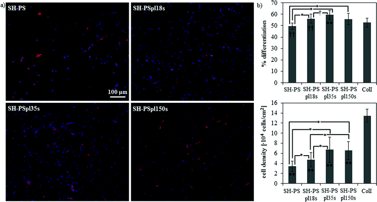 Myogenic differentiation on SH-PS and on Ar-plasma treated samples with different treatment times. (a) Fluorescence staining of sarcomeric myosin-positive cells and cell nuclei. (b) Myogenic differentiation (as determined by the percentage of sarcomeric myosin-positive cells) and cell density. ColI indicates the collagen type I control; statistically significant differences between the samples (as determined by ANOVA) are indicated with * (p < 0.05) and † (p < 0.1); statistically significant differences with the control are indicated with ** (p < 0.05) and †† (p < 0.1).