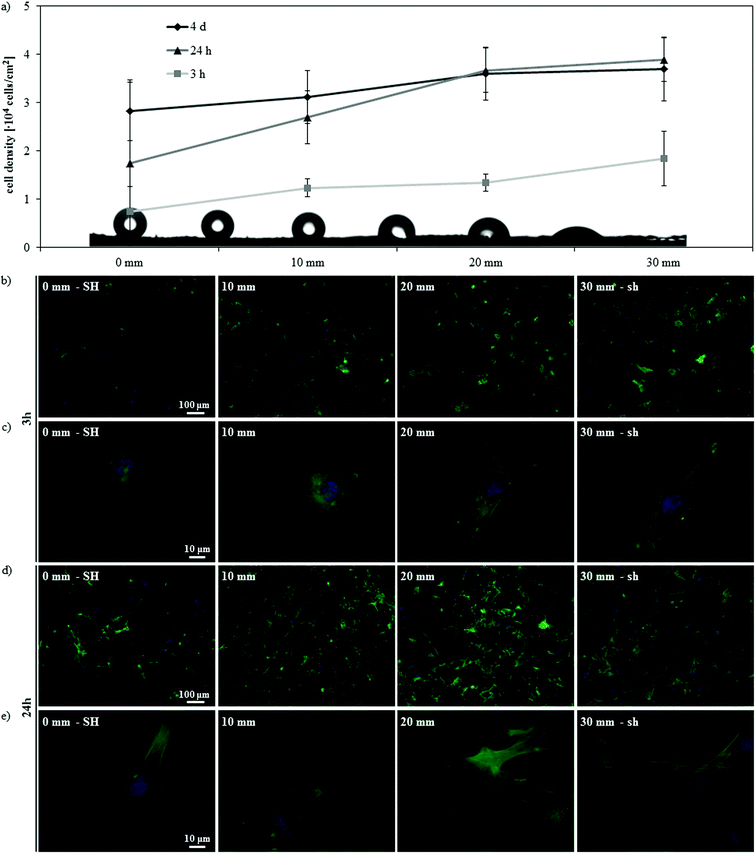 Effect of culturing time on the gradient surface. (a) Cell density at different distances along the SH-to-sh gradient after 3 h, 24 h and 4 days of culture. (b–e) Fluorescence microscopy of actin cytoskeleton and nuclei of C2C12 cells along the gradient after 3 h (b, c) and 24 h (d, e) of culture, at lower (b, d) and higher (c, e) magnification.