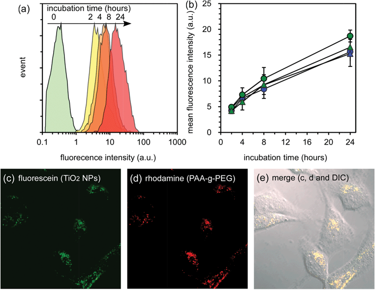 Cellular uptake of TiO2 NP-entrapped PIC micelles by HeLa cells. (a) Flow cytometry analysis of 2k13 micelles with varying incubation times. (b) Change in mean fluorescence intensity of HeLa cells treated by micelles with varying incubation time. The 2k13, 2k26, 5k12 and 5k21 micelles are represented by blue circles, blue triangles, green circles, and green triangles respectively. (c, d and e) Confocal laser scanning microscopic images and the confocal laser scanning microscopic images overlaid with the differential interference contrast image of HeLa cells treated with 2k13 micelles for 24 h incubation.