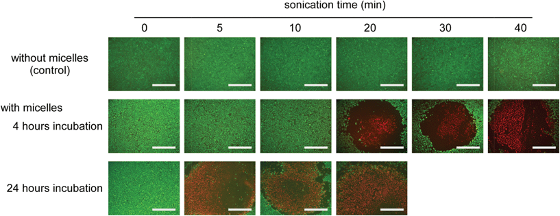 Live/dead double staining of HeLa cells treated with and without micelles at varying sonication times. HeLa cells were incubated with micelles for 4 and 24 hours, and the non-uptaken micelles were removed by PBS washing. PIC micelles were prepared using 2k13. Sonication was then performed for varying times around the center of each image by using a US probe with ϕ 6 mm (1.0 MHz of frequency, 0.5 W cm−2 of power and 10% of duty cycle). Living and dead cells were stained by Calcein-AM and propidium iodide, respectively. Scale bar is 1 mm.