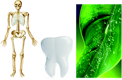 Nature is an ideal inspiration to solve technological problems associated with implant materials.