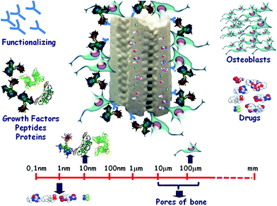 Bone regeneration and local drug delivery by mesoporous-based 3D scaffolds.
