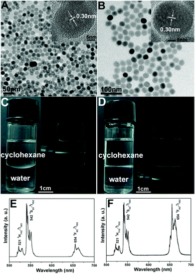 TEM images of UCNPs (0.5 mg mL−1) dispersed in cyclohexane (A) and transferring into water (B), their corresponding digital photographs and luminescence photographs dispersed in cyclohexane (C) and water (D) and their upconversion emission spectra of UCNPs dispersed in cyclohexane (E) and water (F) under the excitation of a 980 nm laser with a power of 1.5 W.