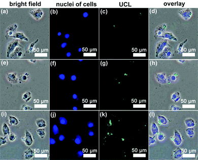 Inverted florescence microscope images of HeLa cells incubated with UCNPs@mSiO2-PEG/FA nanospheres for 30 min (a–d), 3 h (e–h) and 6 h (i–l) at 37 °C. Each series can be classified to the bright-field image, nuclei of cells (being dyed in blue by Hoechst 33342 for visualization), upconversion luminescent image (UCL) and the overlay of the three above, respectively.