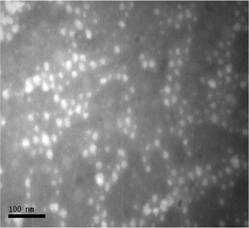 Transmission electron microscope image of PMMA47-b-P(PEGMEMA)46 micelles after phosphotungstic acid negative staining. Bar = 100 nm.