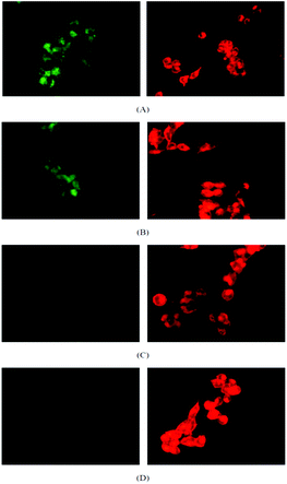 Confocal microscopy images OVCAR-3 cells after incubation with micelles (green) and Nile Red (red) at (A) 37 °C for 30 min, (B) 37 °C for 2 h, (C) 4 °C for 30 min and (D) 4 °C for 2 h. The amount of micelle (left column) inside the cell increases with increasing reaction time (A, B) while no uptake is observed at 4 °C (C, D). The uptake of Nile Red (right column) is independent from the temperature.