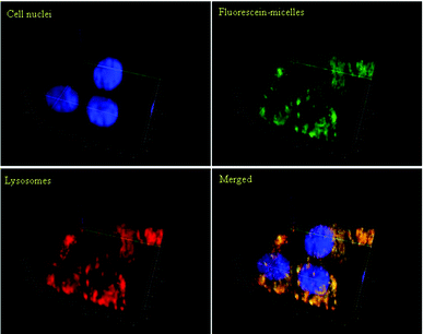 Confocal microphotographs of OVCAR-3 cells after incubation with micelles at 37 °C for 2 h. Polymeric micelles (green) were labelled with fluorescein. Cell nuclei (blue) were stained with Hoechst 33342; lysosomes (red) were stained with LysoTracker Red DND-99. The 3D images were generated using Zen 2011 (Zeiss) software. The yellow colour in the merged picture indicates that the location of the micelles is equivalent to the location of the lysosomes.
