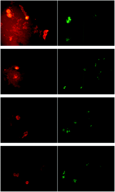 Confocal fluorescent micrographs of live OVCAR-3 cells showing the release of Nile Red (red) and micelles (green). The cells were incubated with the dye or micelles, washed, and then placed in fresh media. The release was then monitored after 10, 30, 60 and 120 min (from top to bottom), following by replacement of the cell growth media. Nile Red was released into the media very quickly (red halo around the cells) and after 120 min the reduced fluorescence intensity indicates that Nile Red has been released. The fluorescence intensity of the micelles does not change noticeably indicating a very slow release.