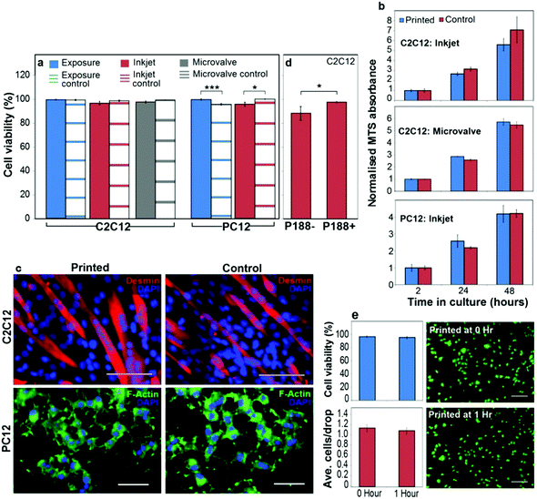 Printed cell viability, proliferation and differentiation. (a) Viability (assessed by live/dead staining after 2 h in culture) of C2C12 and PC12 cells from typical experiments where cells were either suspended in the bio-ink for 2 h and pipetted into culture wells (‘exposure’ conditions), or suspended in the bio-ink and printed into cell culture media by inkjet or microvalve printing. The control cells were suspended in DMEM for 2 h and pipetted into the culture wells. (b) MTS assay indicating proliferation of printed C2C12 (microvalve and inkjet printed) and PC12 (inkjet printed) cells in comparison to non-printed controls over 48 h in culture. MTS absorbance was normalized to the 2 h time point to account for the differences in initial cell numbers. (c) Differentiated C2C12 and PC12 cells on tissue culture polystyrene, comparing inkjet printed and control cells. Cells were stained for desmin (C2C12) or F-actin (PC12), as described in the ESI (scale bars 100 μm for C2C12, or 50 μm for PC12). (d) Viability (after 2 h in culture) of C2C12 cells printed from bio-ink containing 0.1% v/v P188 (P188+), or with this surfactant omitted (P188−). (e) Comparison of C2C12 cells inkjet printed immediately and 1 h after loading the cells into inkjet print head. Top left – printed cell viability at both time points assessed by live/dead staining after 2 h in culture. Bottom left – average number of cells/drop at both time points. Right – Representative live/dead images of cells at both time points (scale bars 200 μm). (a, b, d, e) Error bars represent one standard error of the mean (n = 3), and the statistical significance was assessed by an unpaired Student's t-test and reported with either 99.9% (***) or 95% (*) confidence.