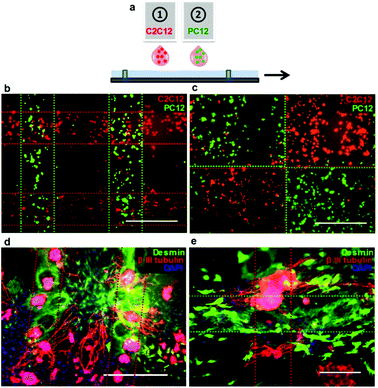 Patterning of two cell types printed simultaneously from two separate inkjet print heads onto collagen substrates. (a) Schematic representation of multiple head printing. (b, c) C2C12 (red) and PC12 (green) cells pre-stained with CellTracker™ dyes and printed in various patterns. Images were taken 1 h after printing, following the addition of the culture medium. (d, e) Printed patterns of C2C12 and PC12 cells after 8 days under differentiation conditions. Cells were immunostained for desmin (C2C12, green) and β-III tubulin (PC12, red). The dotted lines represent the outline of the printing pattern. Scale bars represent 500 μm (B–D) and 200 μm (E).