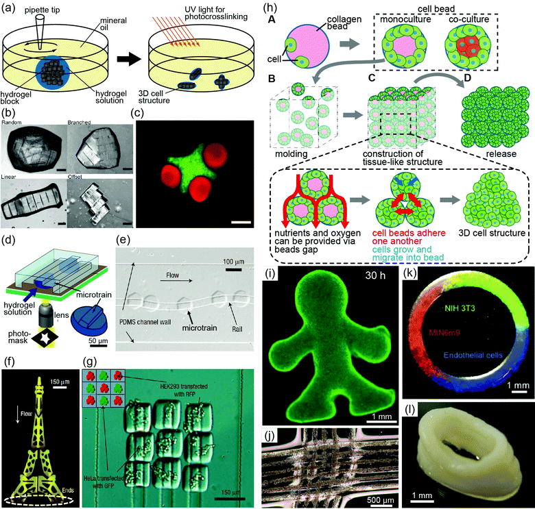 (a) Schematic diagram showing the assembly of cell-laden photocrosslinkable hydrogel blocks in oil. Mechanical agitation is performed using a pipette tip, and secondary cross-linking forms diverse gel assembly shapes.38 (b) Assembly of PEGmA blocks in random, branched, linear, and offset shapes. Scale bar, 200 μm.38 (c) Images of the lock-and-key-shaped gel assembly containing three rods per cross. The cross-shaped gel and rod-shaped gel encapsulate red-labeled and green-labeled 3T3 cells, respectively. Scale bars, 200 μm.38 (d) Schematic diagram of the fabrication process of microtrains. PEG is gelated into convex structures by UV exposure in microfluidic channels.41 (e) Guided movement of a microtrain along a reentrant rail.41 (f) Image of the Eiffel tower produced by the guided assembly method.41 (g) Image of rail-guided assembly using two different types of living cells. Green and red indicate HeLa and HEK293 cells, respectively.41 (h) Concept of bead-based tissue engineering: (A, B) monodisperse cell beads are molded into a macroscopic cell structure and poured into a designed PDMS mold. (C) During tissue formation, the medium diffuses into the 3D cell structures via cavities in the cell beads, thus supplying nutrients to all cells. (D) Macroscopic 3D cell structures are released from the PDMS mold.30 (i) Fluorescent image of a macroscopic structure with a complex shape. Live cell staining indicates that almost all cells within the structure are alive.30 (j) 3D cell structures formed by knitting cell-laden hydrogel fibers. The fibers are composed of collagen and alginate gel encapsulating HeLa cells.34 (k) Ring-shaped cell structure fabricated by printing cell beads. Various cell types are spatially coded within the structure.30 (l) Tube-shaped structure prepared by printing cell beads.30 “(b, c) Copyright (2008) National Academy of Sciences, U.S.A., (e–g) Copyright (2008) Nature Publishing Group, (i, k, l) John Wiley and Sons.”