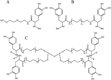 Structure of the different DOPA modified PEG hydrogels. (A) linear mono-functionalized DOPA, (B) linear di-functionalized DOPA and (C) branched. R = Boc or R = H.69