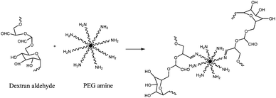 Reaction between dextran aldehyde and PEG amine formed an adhesive that crosslinks within minutes.21